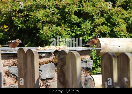 Chaffinch`s feeding Stock Photo